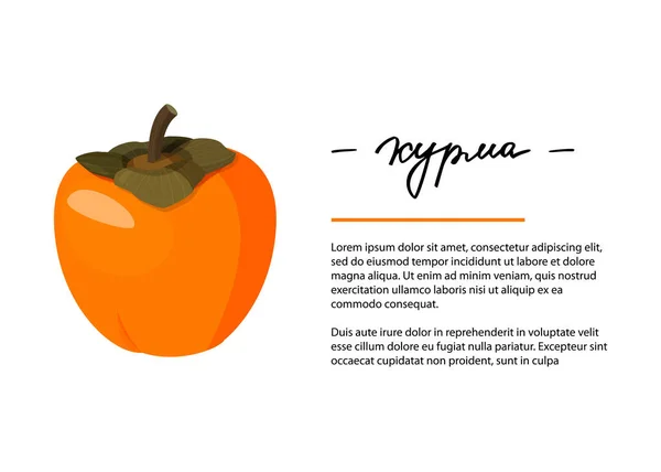 Jasná vektorová ilustrace celého persimmonu. Čerstvé kreslené ovoce design šablony pro článek nebo recept s ručním nápisem. Inscription in Russian persimmon. — Stockový vektor