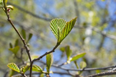 İlkbaharda genç yapraklar. Yeşil yapraklar arkaplan.