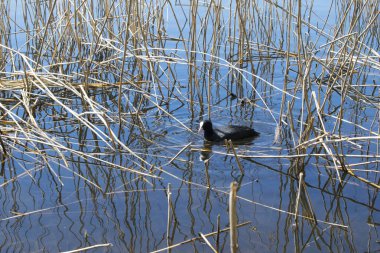 Doğal yakın çekim fotoğrafı. Gölde yüzen küçük ördek kuru bitkiler.