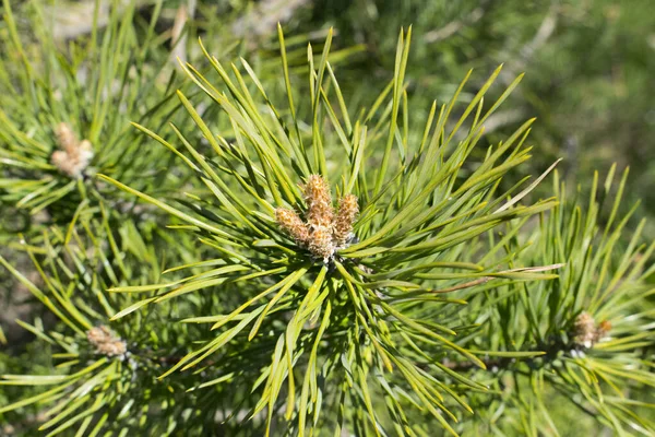 Sfondo Giovane Ramoscello Conifere Verde Ramo Pino Primavera — Foto Stock