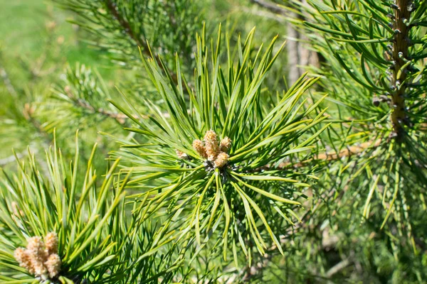 Background Green Young Coniferous Twig Pine Branch Springtime — Stock Photo, Image