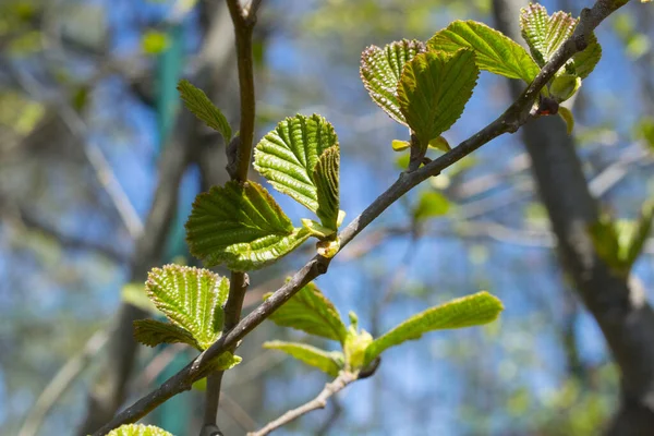 Молодой Уходит Весной Зеленые Листья Фона — стоковое фото