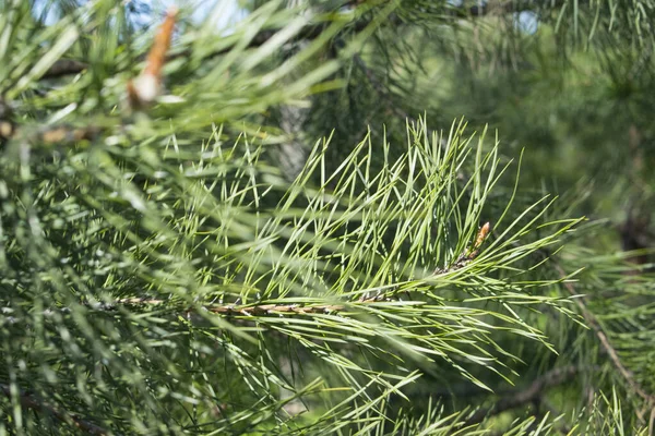 Antecedentes Ramita Coníferas Jóvenes Verdes Rama Pino Primavera — Foto de Stock