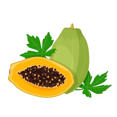 Vektör çizimi. Parlak tropikal meyve papaya, beyaz arka planda tohumlar ve yeşil yapraklarla dolu bir bölümün tamamı..