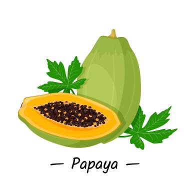 Vektör çizimi. Parlak tropikal meyveli papaya, beyaz arka planda tohumları olan bir bütünün yarısı..