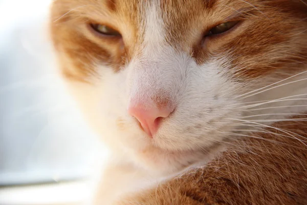 Ginger relajante gato — Foto de Stock