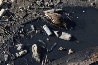 Bir ördek çöp nehirden kötü kirli suyu içer