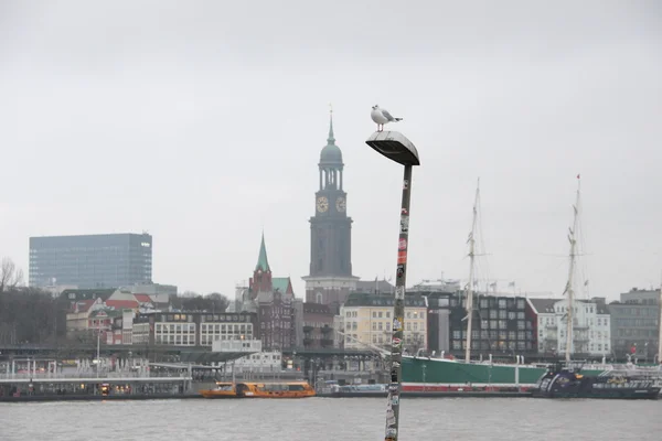 Bir martı Hamburg görünümün arka planında bir lamba oturur