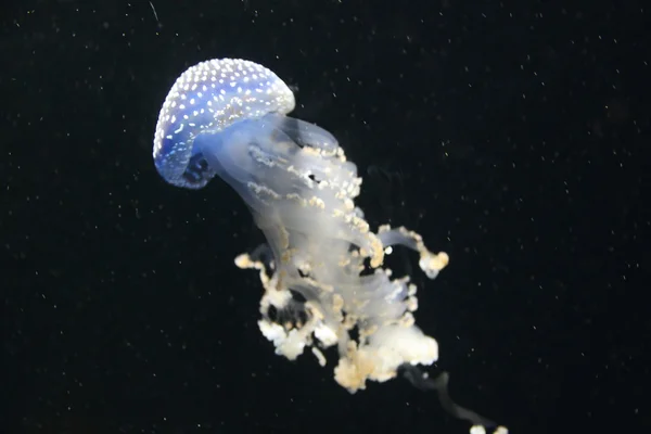 Kleine wit-blauwe kwallen — Stockfoto