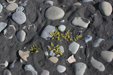 Siyah büyük kayalar ile kum