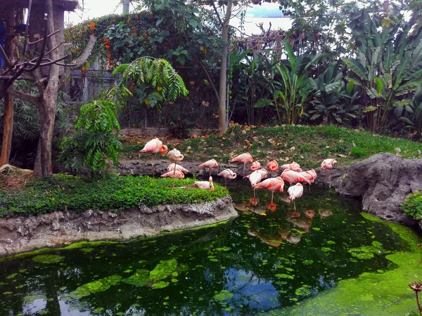 Die rosa Flamingos — Stockfoto