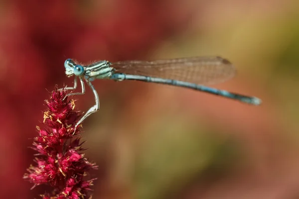 Close up of a male damselfly — Stock Photo, Image