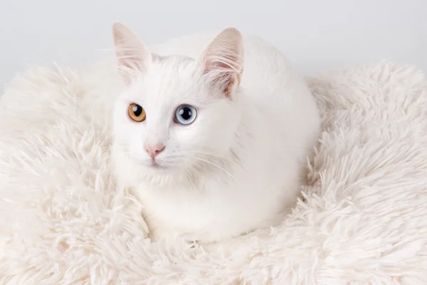 Biały kot o różnych kolorach oczu — Zdjęcie stockowe
