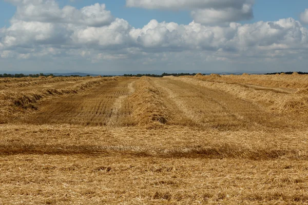 Newly harvested wheat field — Stock Photo, Image