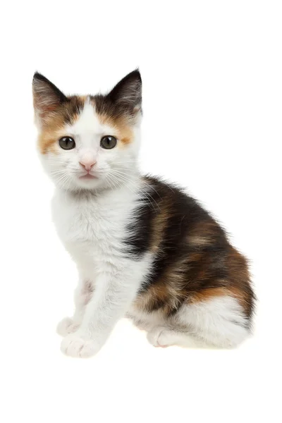 美しいトリコロール子猫 — ストック写真