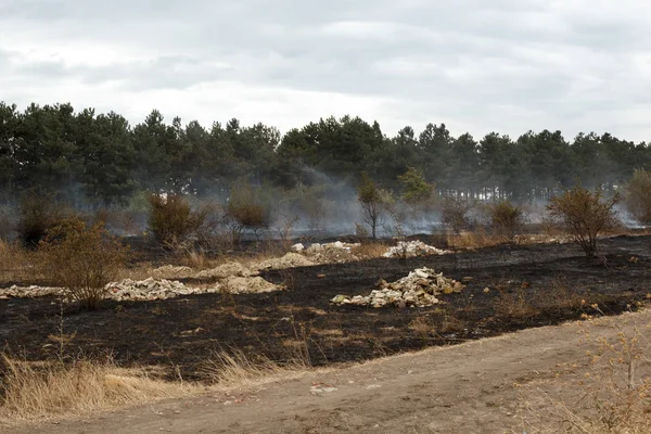 Burned forest ground