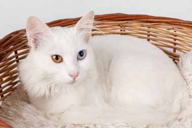 Beyaz garip bir sepet içinde kedi gözlü