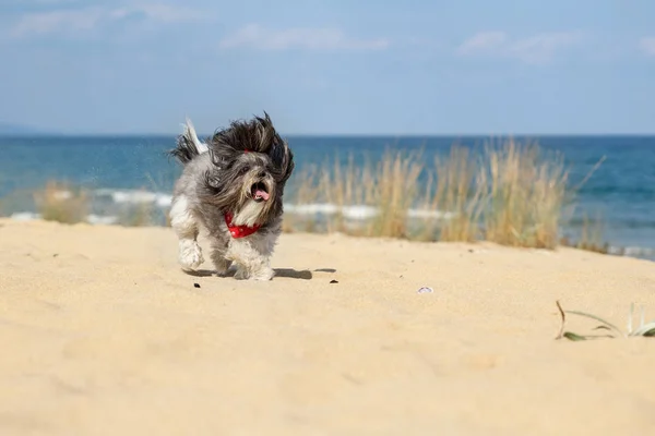 Glad löpande hund på stranden — Stockfoto