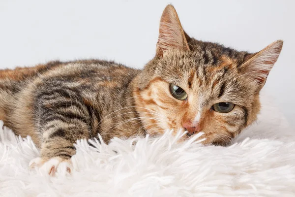 Retrato cercano de un hermoso gato calico —  Fotos de Stock