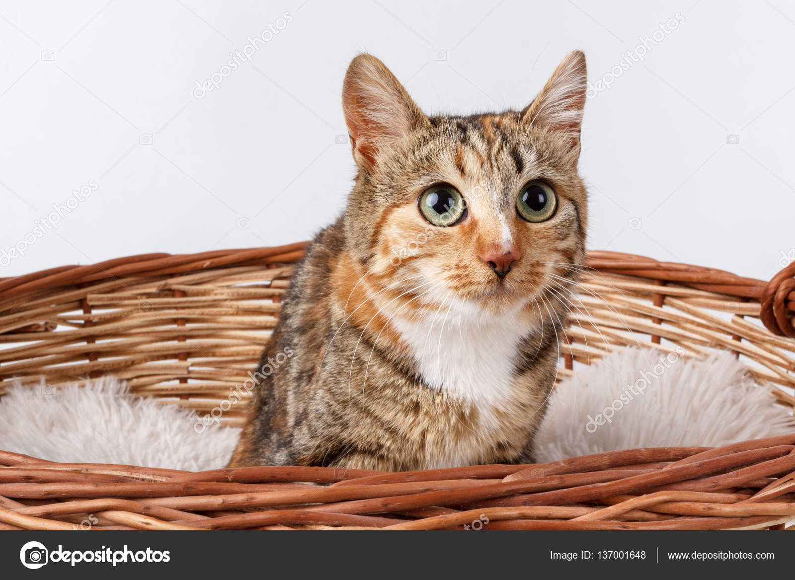 big calico cat