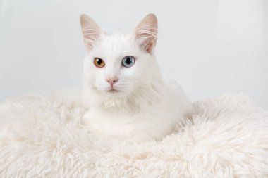 Tek gözlü sevimli beyaz kedi
