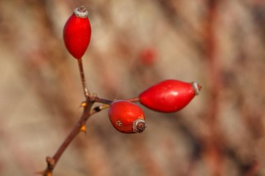 Vahşi bir kuşburnu bir çalı olarak makro çekim