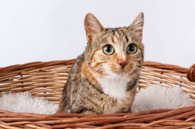 Büyük yuvarlak gözlü güzel alaca kedi