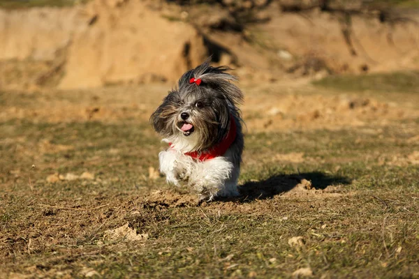 Cute dog in red sweater and ribon running happily — Stock Photo, Image
