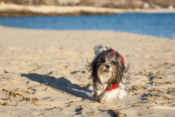 해변에서 행복하게 달리는 빨간 스웨터를 입은 귀여운 개 — 스톡 사진