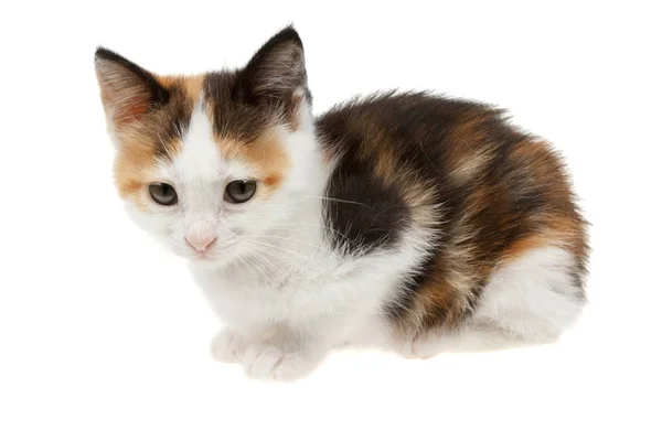 Ładny Calico Kitten — Zdjęcie stockowe