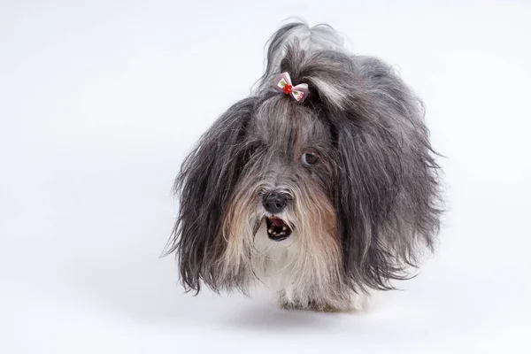 Cute Bichon Havanese dog with hair bow