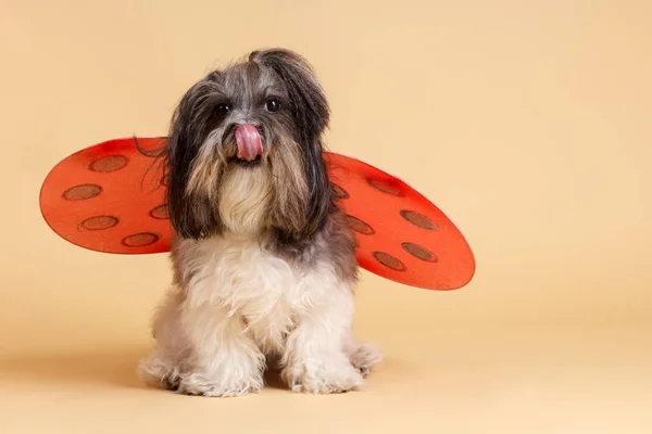 Ładny pies z Biedronka skrzydła, lizanie się — Zdjęcie stockowe