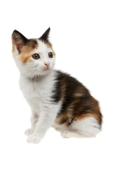 Beautiful little tricolor kitten — Stock Photo, Image