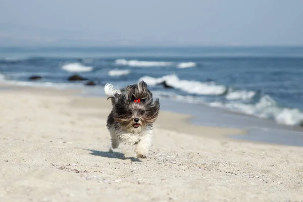 Söt hund kör glatt på stranden — Stockfoto