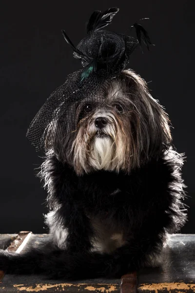 Ładny pies ubrany czarny kapelusz z piórkiem vintage z róży i welon i puszysty boa — Zdjęcie stockowe