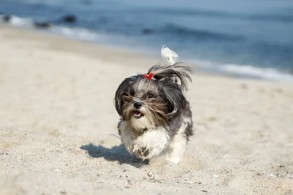 Sevimli köpek mutlu plajda çalışan — Stok fotoğraf