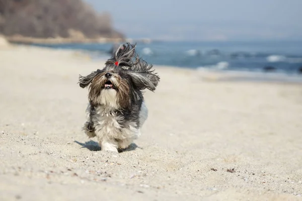 Boldog kutya fut a strandon — Stock Fotó