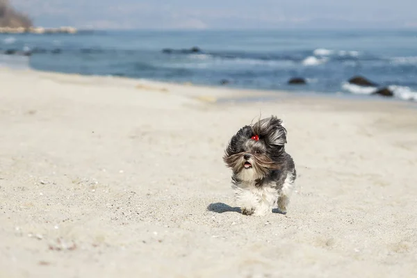 Ładny pies szczęśliwie uruchomiona na plaży — Zdjęcie stockowe