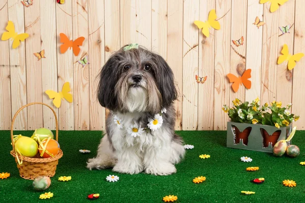 Strzał studio ładny pies w tętniącej życiem scenie wielkanoc wiosna — Zdjęcie stockowe