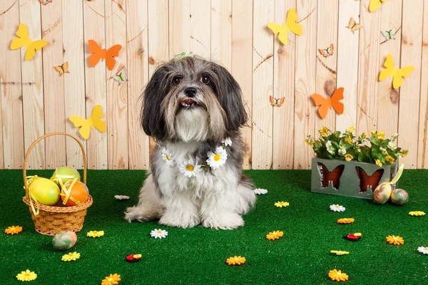 Strzał studio ładny pies w tętniącej życiem scenie wielkanoc wiosna — Zdjęcie stockowe