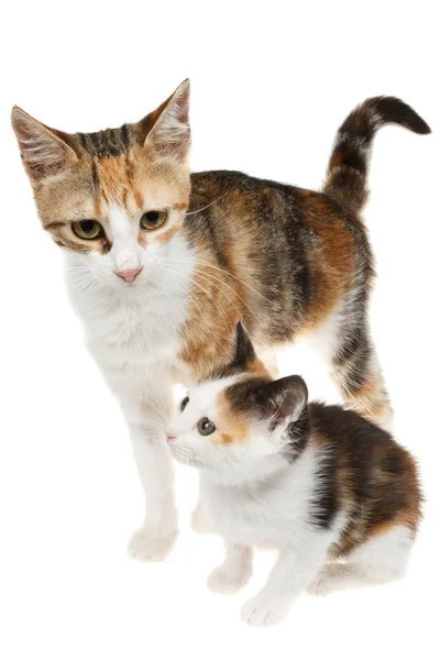 母亲和婴儿猫从街上救出 — 图库照片