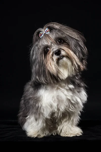 Lindo Bichon Havanese perro cabeza inclinada sobre fondo negro —  Fotos de Stock