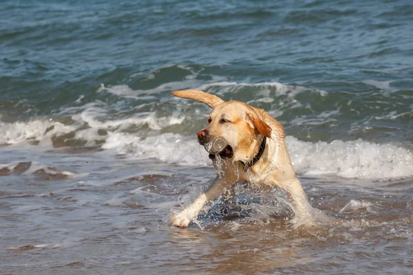 Zlatý retrívr pes hrát a bavit v moři — Stock fotografie