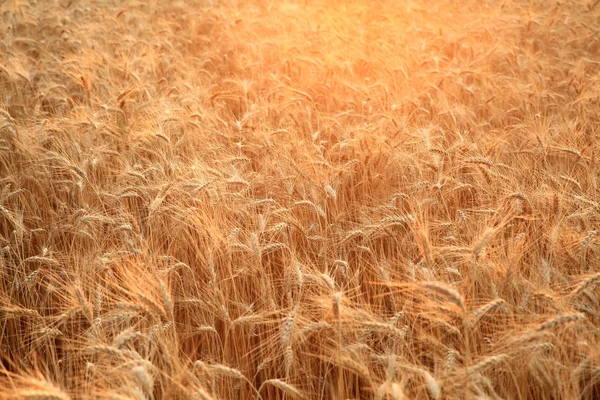 Close up de um campo com dourado, amadurecendo trigo de volta iluminado pelo sol poente. Fundo agrícola brilhante. Profundidade de campo rasa — Fotografia de Stock