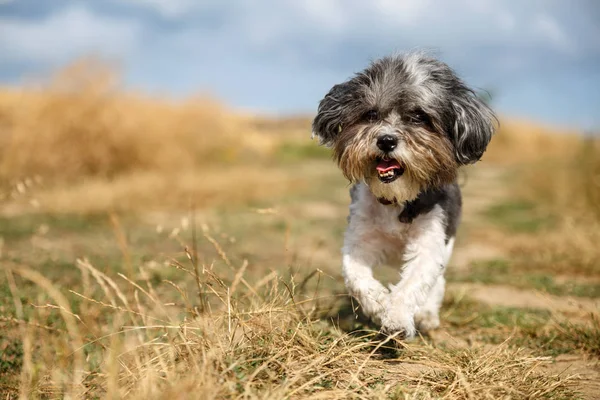 Cute Bichon Havanese dog with a summer haircut running happily against mowed wheat field. Selective focus on the eyes and shallow depth of field — Stock Photo, Image