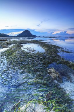 Yeşil yosun Kuta Beach, Lombok, Endonezya
