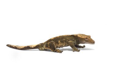 Gecko beyaz arkaplanda izole edildi