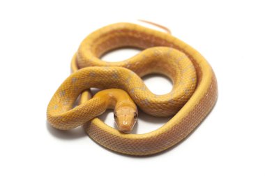 Yılan sürüngen beyaz izole