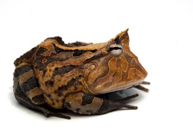 izole kurbağa beyaz backgrounde