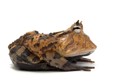 izole kurbağa beyaz backgrounde